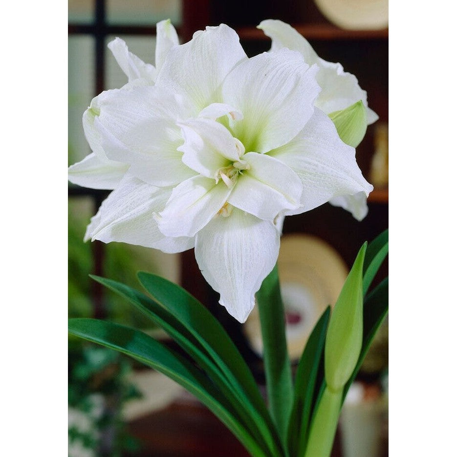 Amaryllis-Hippeastrum 'White Nymph' 1-pakning