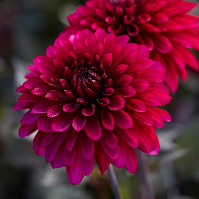 Dahlia Dekorativ Purple Flame 1-pak