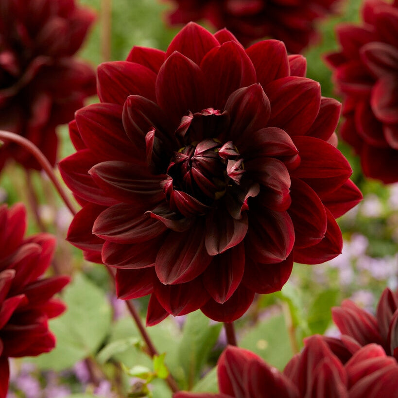 Dahlia Dekorativ Sam Hopkins 1-pakning