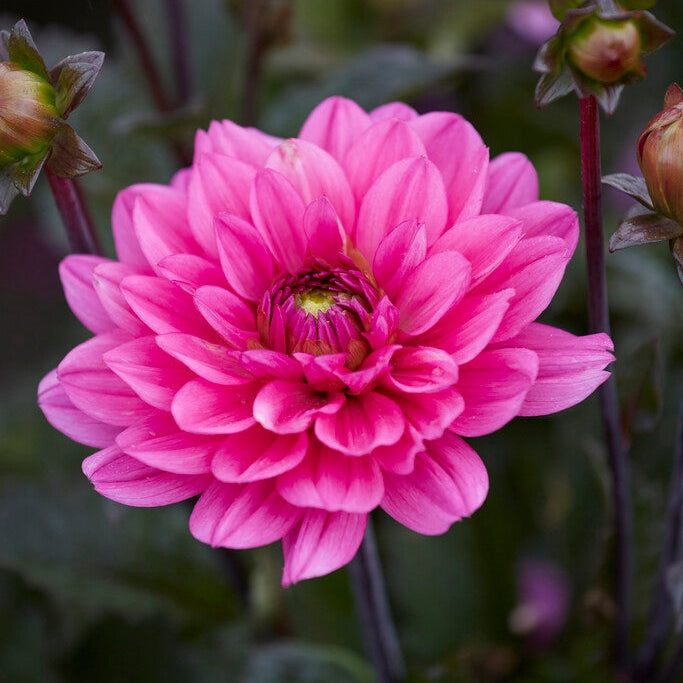 Dahlia Border Melody Fanfare 1-pakke