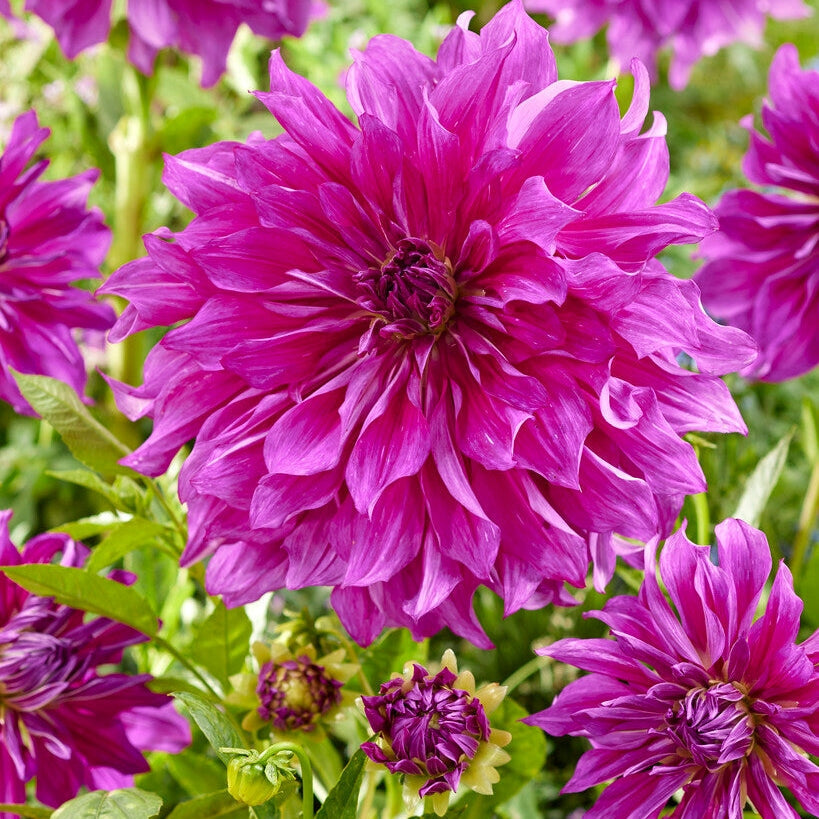 Dahlia Dekorativ Purple Taiheijo 1-pakke