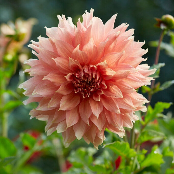 Dahlia Dekorativ Fairway Spur 1-pak