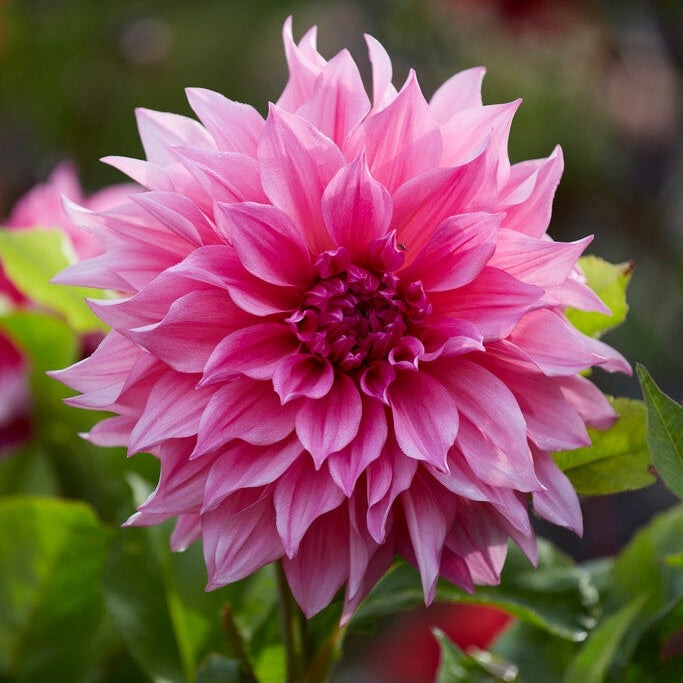 Dahlia Dekorativ Cafe au Lait Rosé 1-pakning