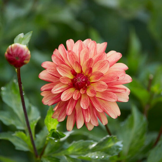 Dahlia Dekorativ Crazy legs 1-pack