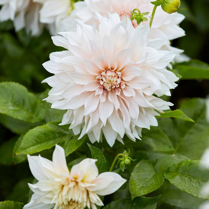 Dahlia Dekorativ Café au Lait 1-pakning