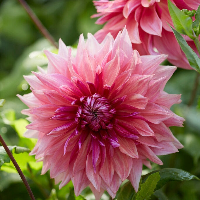 Dahlia Dekorativ Penhill Dark Monarch 1-pakke