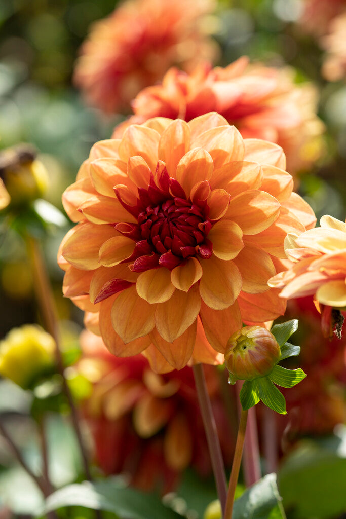 Dahlia Dekorativ Creme de Cognac 1-pack