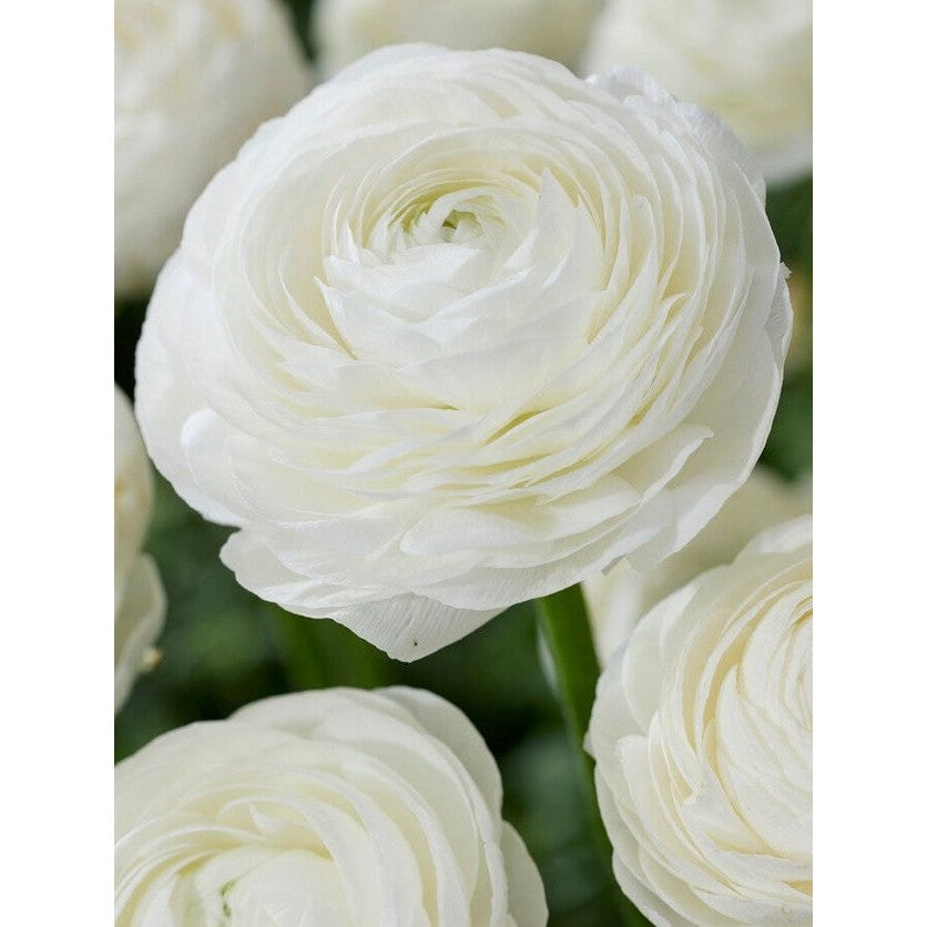Bukettranunkel - Ranunculus asiaticus 'White' 10-pakning