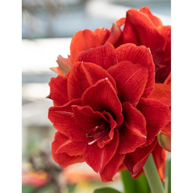 Amaryllis-Hippeastrum 'Cherry Nymph' 1-pakning