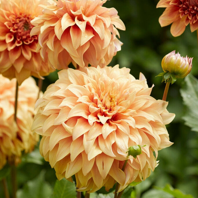 Dahlia Dekorativ Great Hercules 1-pakning