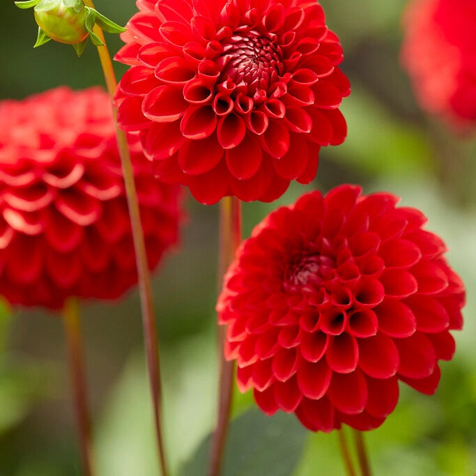 Dahlia Boll Red Cap 1-pakke