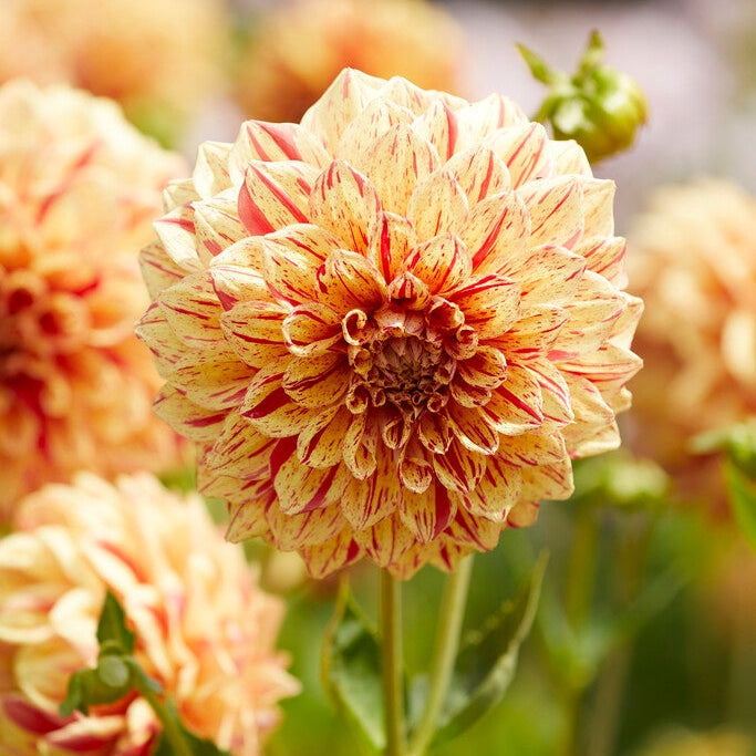 Dahlia Dekorativ Gloriosa 1-pakning