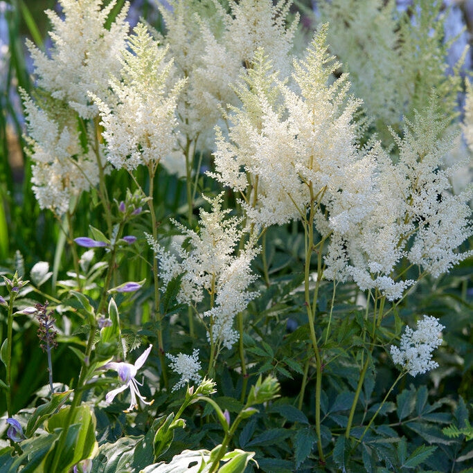 Astilbe White 1-pakning