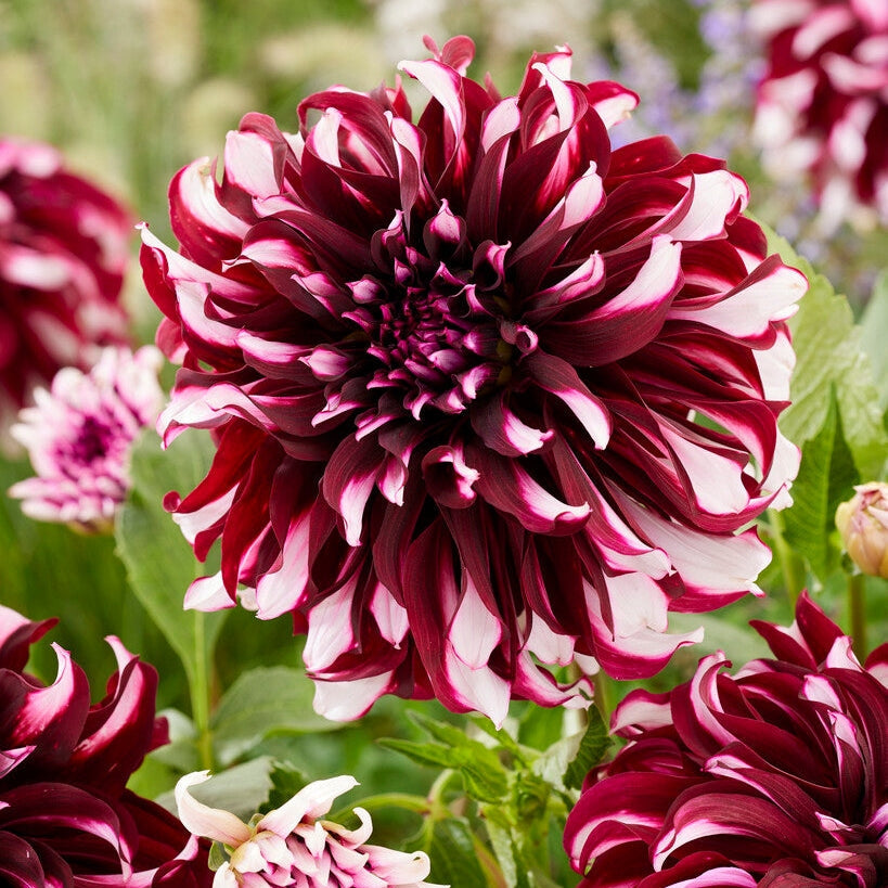 Dahlia Dekorativ Tartan 1-pakning