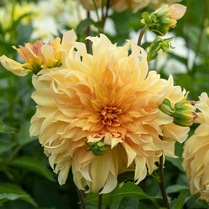 Dahlia Decorative Big Brother 1-pakning