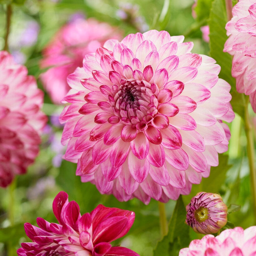 Dahlia Dekorativ Caproz Pizzazz 1-pakning