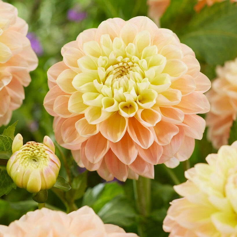 Dahlia Dekorativ Honey Dew 1-pak