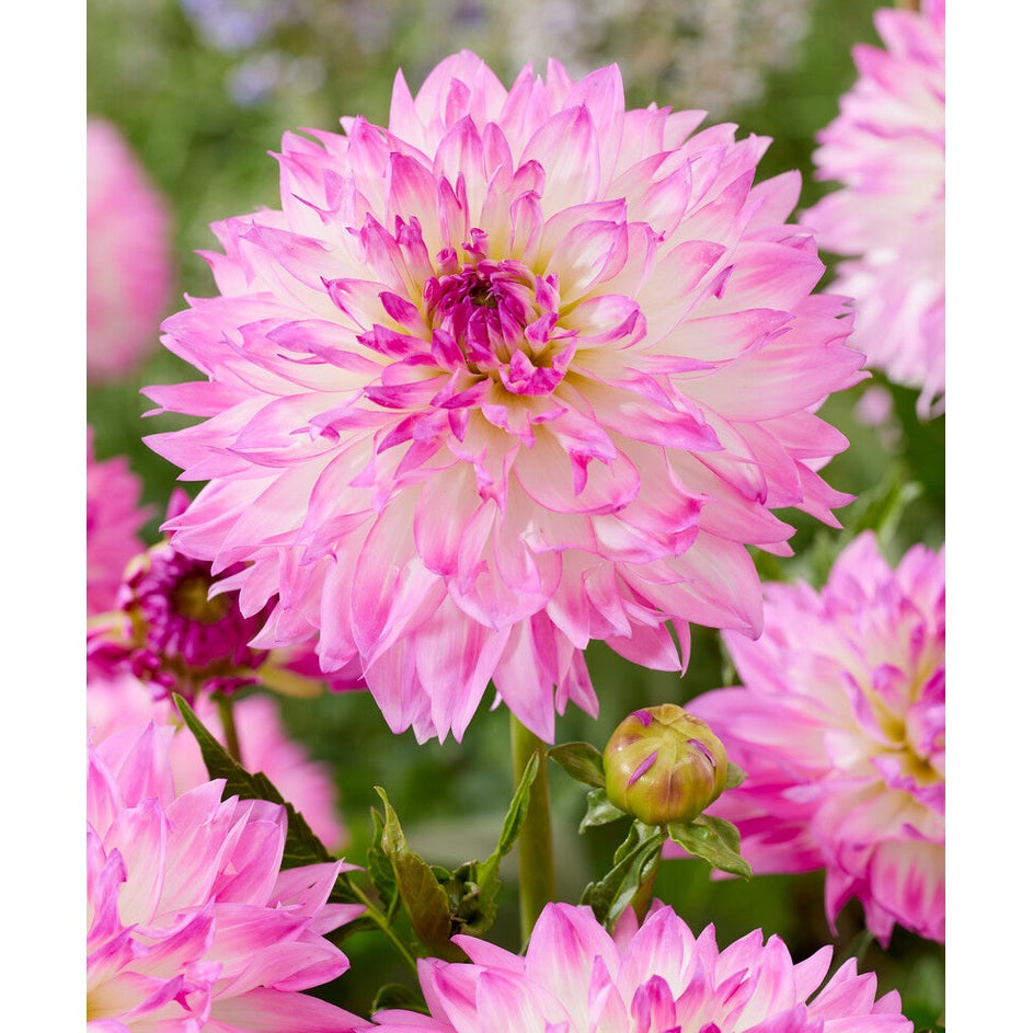Dahlia Kordessa Dekorativ 1-pak NYHET