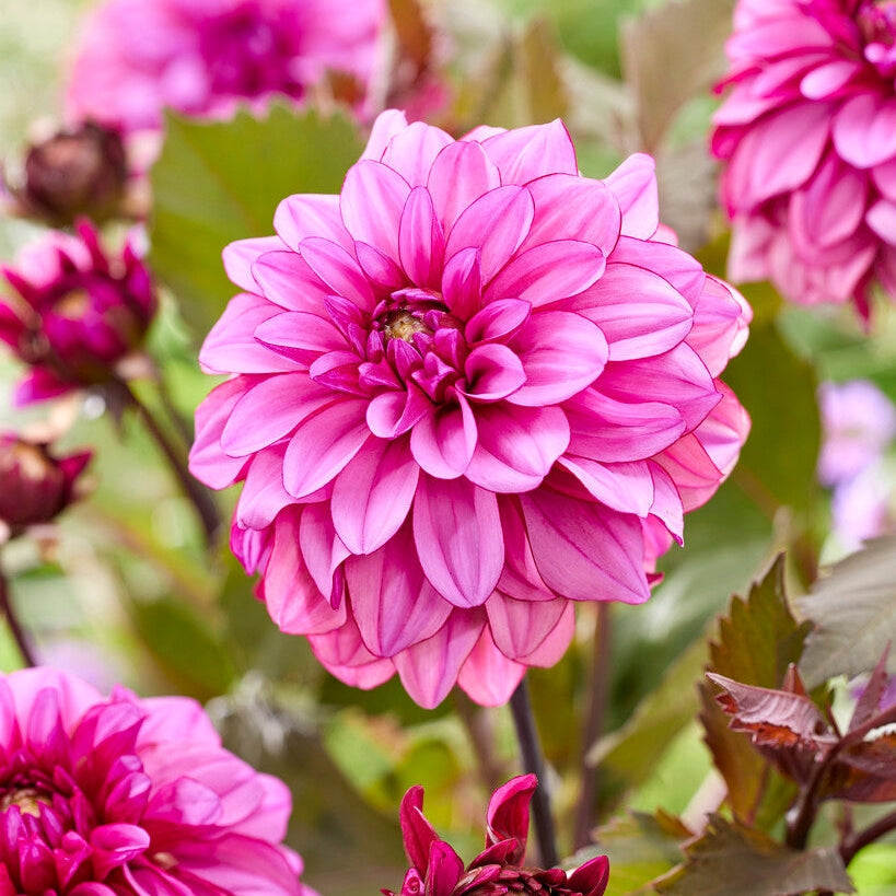 Dahlia Dekorativ Melissa Anne Marijke 1-pak