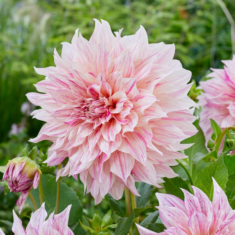 Dahlia Dekorativ Cafe au Lait Twist 1-pakning
