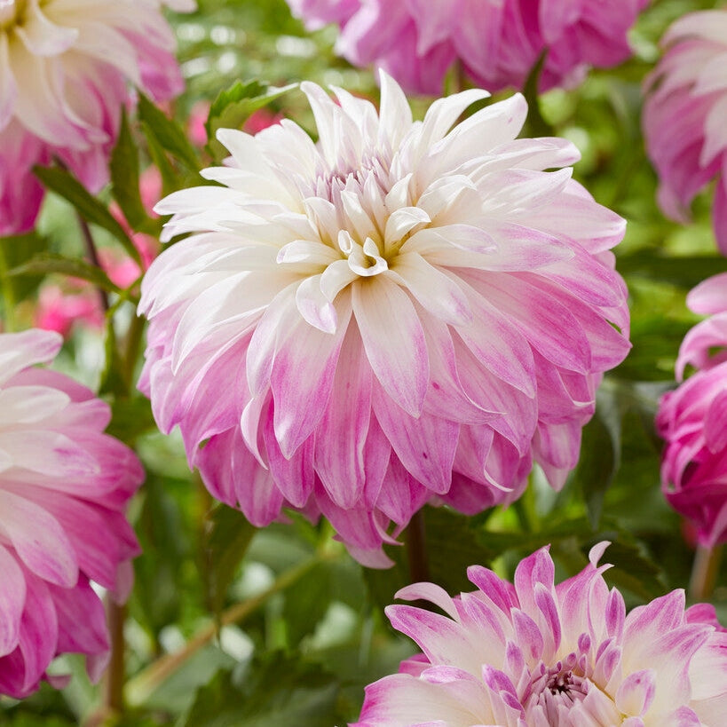 Dahlia Dekorativ Pink Petticoat 1-pakke