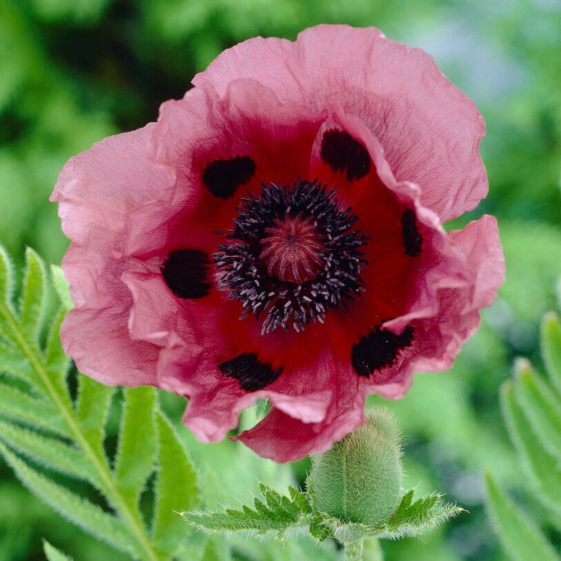 Valmue-Papaver 'Patty's Plum' 1-pakning