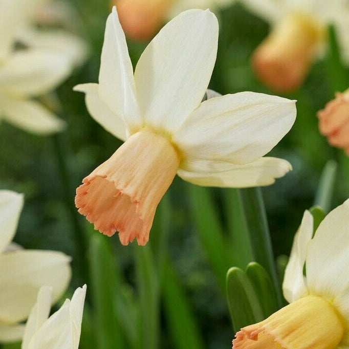 Narcissus Carice (NEW) 5-pakning