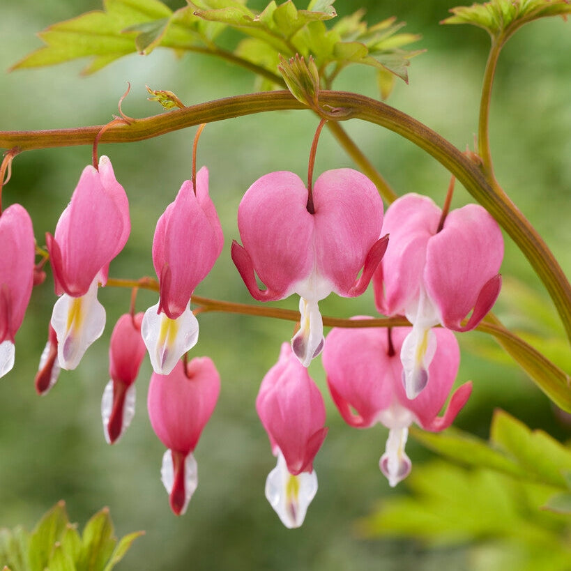 Løytnantshjerte-Dicentra Spectabilis 1-pakning