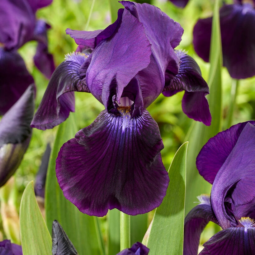 Tyskiris-Iris Germanica Sable 1-pakning