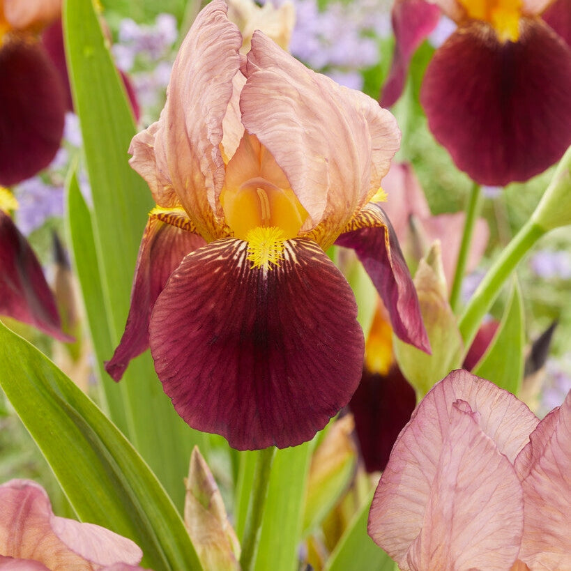 TyskIris-Germanica Red Red Wine 1-pakke