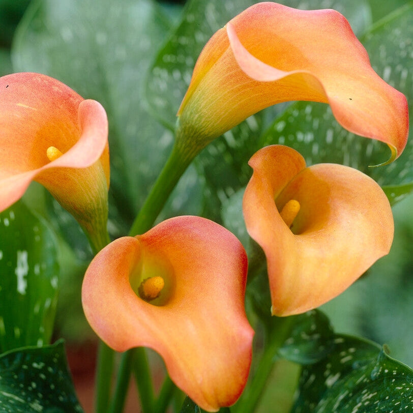 Zantedeschia Esmeralda 1-pakning