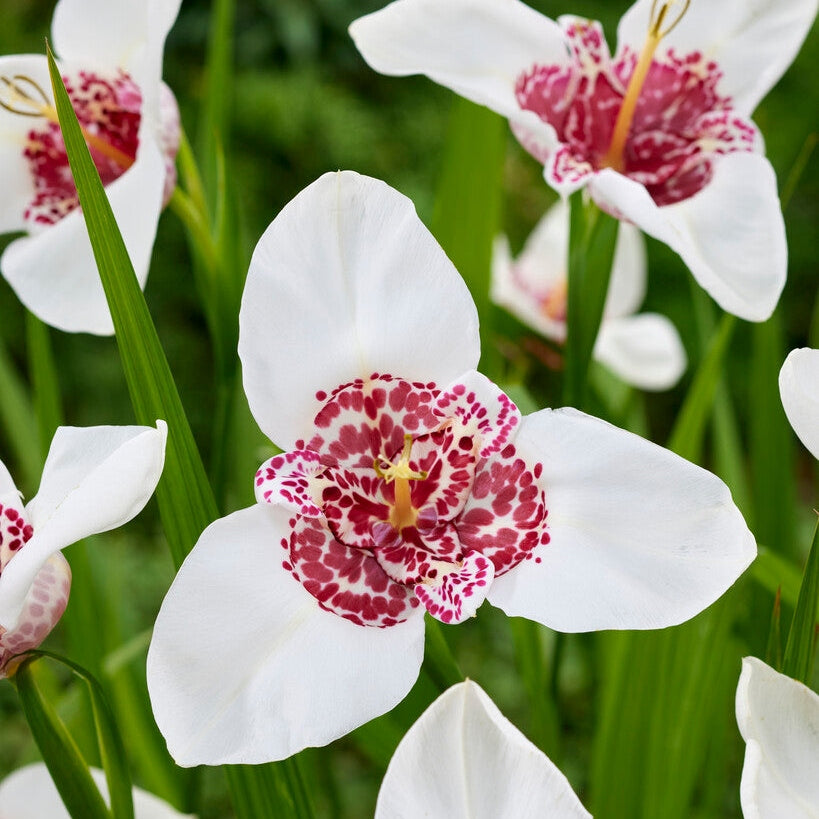 Tigridia White 10-pakning