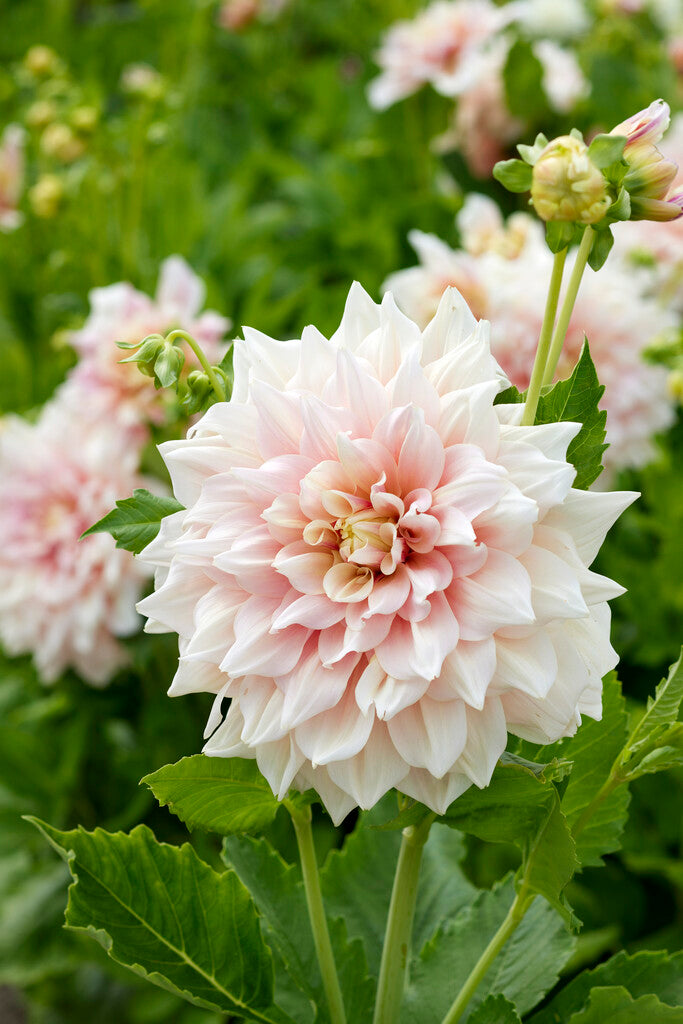 Dahlia Dekorativ Break Out 1-pack