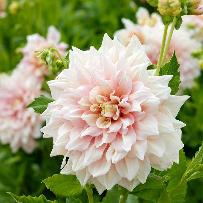 Dahlia Dekorativ Break Out 1-pakning