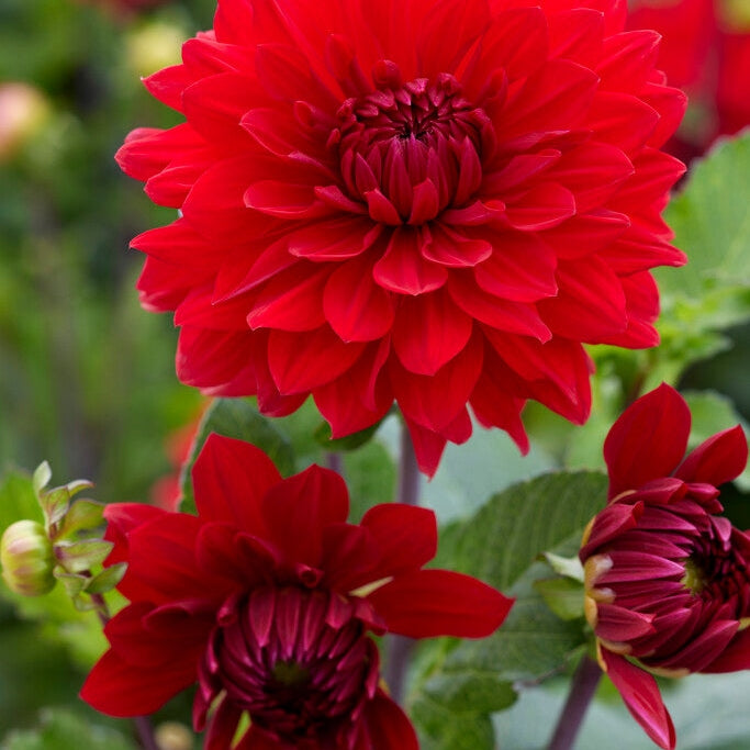 Dahlia Dekorativ Garden Wonder 1-pakke