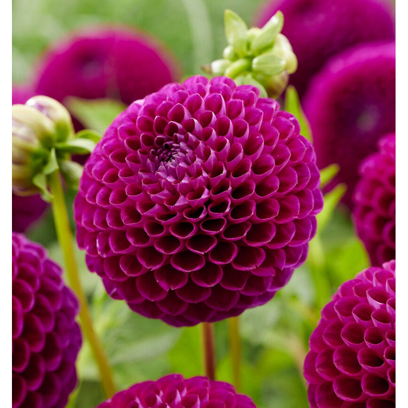 Dahlia Downham Royal Ball 1-pak NYHET