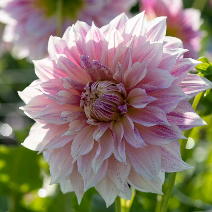 Dahlia Dekorativ Cafe au Lait Royal 1-pakning