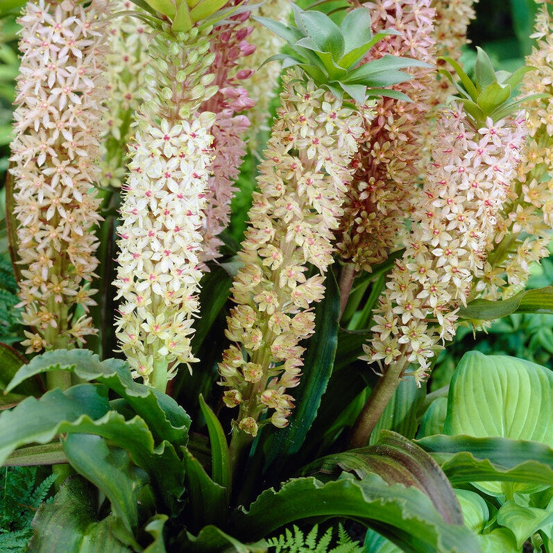 Tofslilje-Eucomis Comosa 1-pakke