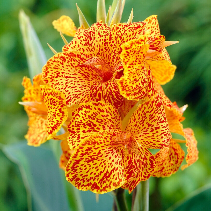 Canna Picasso 1-pakke