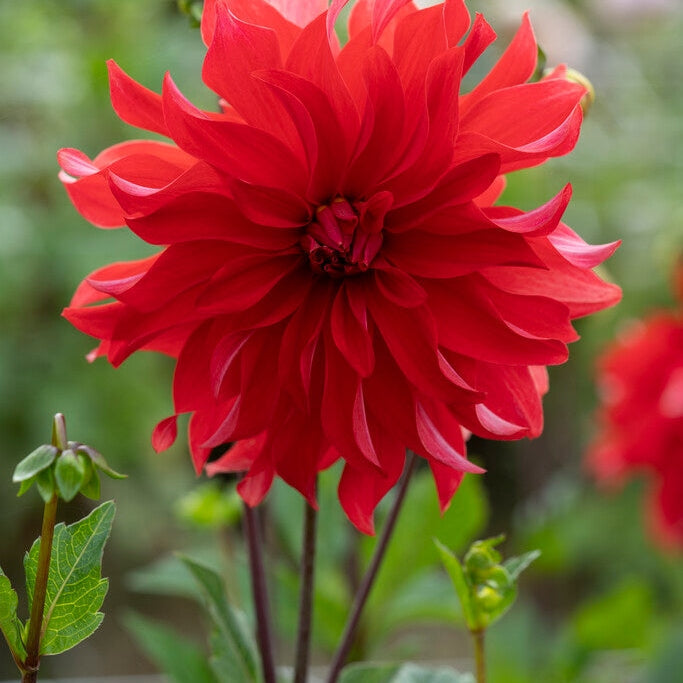 Dahlia Cactus Red Labyrinth 1-pakke