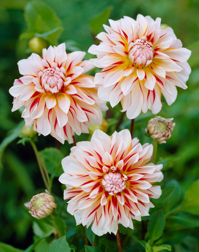 Dahlia Dekorativ Caribbean fantasy 1-pack