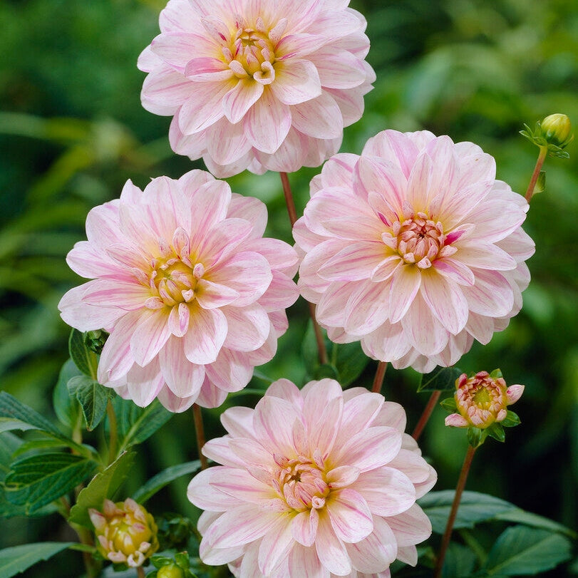 Dahlia Dekorativ Bonesta 1-pak NYHET