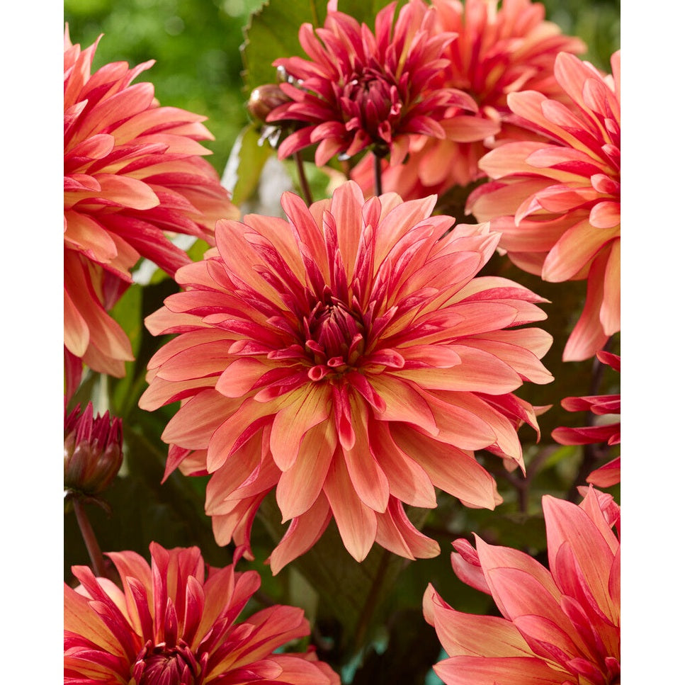 Dahlia Decora Dekorativ 1-pak NYHET