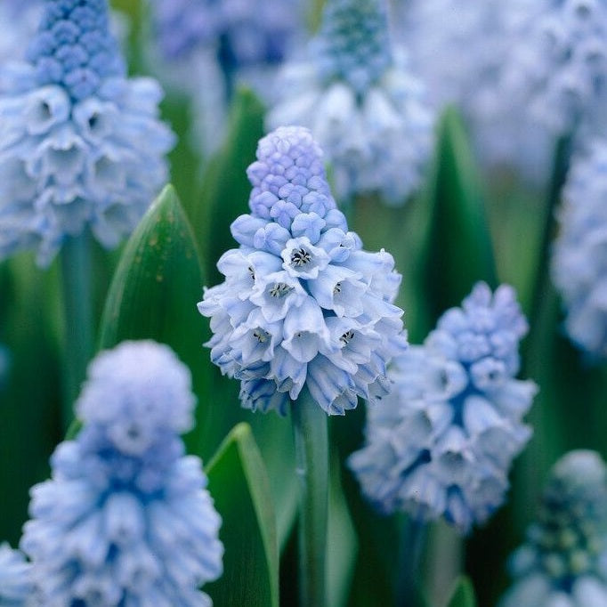 Dverghyasint-Muscari Azureum 15-pakning