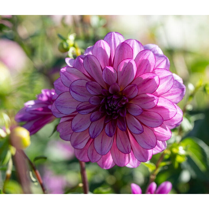 Dahlia Dekorativ Seducation 1-pakke