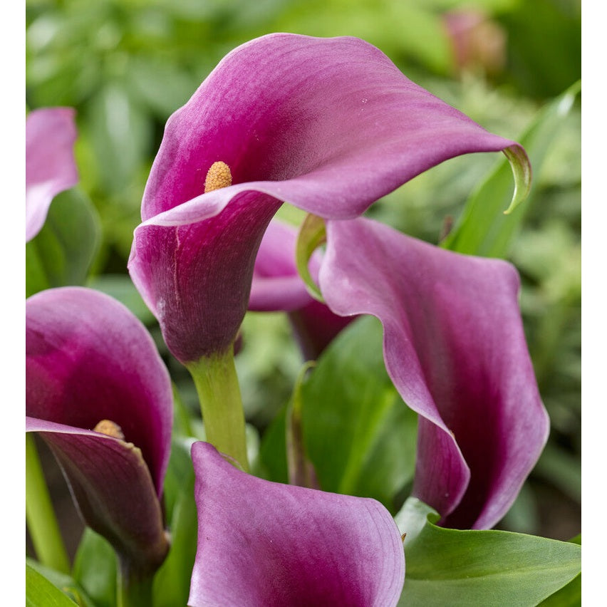 Zantedeschia Purple 1-pakke