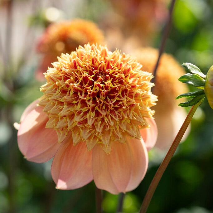 Dahlia Sandia Brocade Singel Flowering 1-pakning NYHET