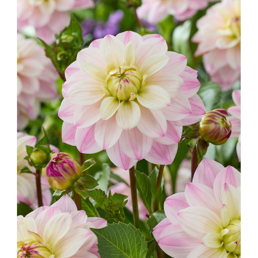Dahlia Orion Dekorativ 1-pak NYHET