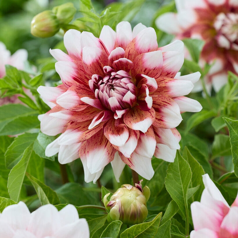 Dahlia Striped Duet Dekorativ 1-pack NYHET