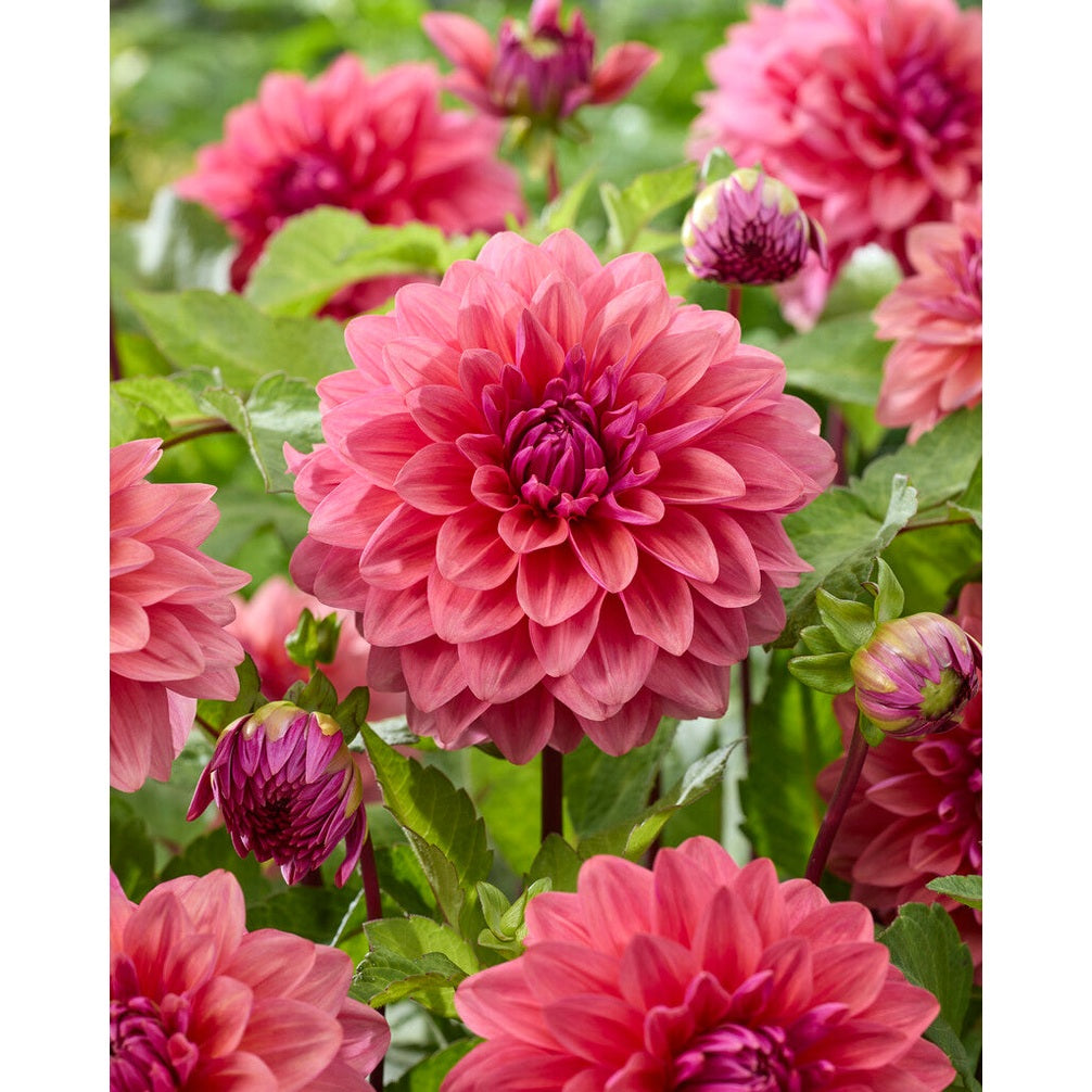 Dahlia Dalmuti Baroness Dekorativ 1-pakning NYHET